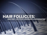 hair follicles with text saying anatomy, life cycle, disorders and regeneration