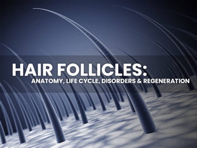 hair follicles with text saying anatomy, life cycle, disorders and regeneration