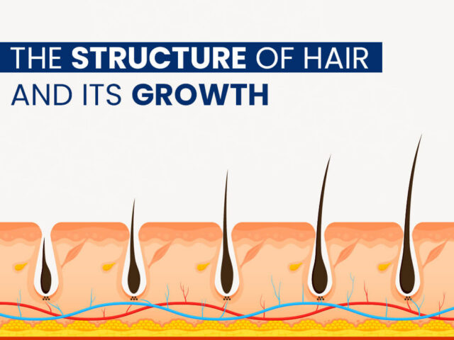 The Structure of Hair and Its Growth